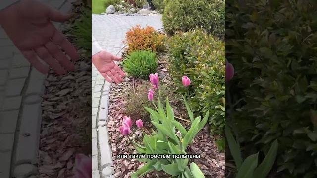 ВАЖНОЕ О ТЮЛЬПАНАХ! ВАЖНОЕ О ТЮЛЬПАНАХ!