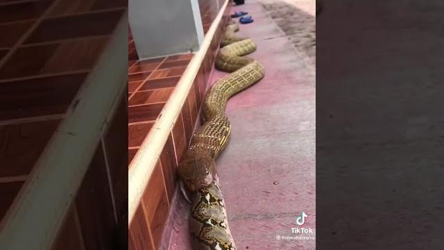змея кобра ест огромного питона #животные #reptilesoftiktok #змея #птица #snakesoftiktok змея кобра ест огромного питона #животные #reptilesoftiktok #змея #птица #snakesoftiktok
