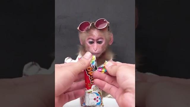 обезьяна ест конфеты обезьяна ест конфеты
