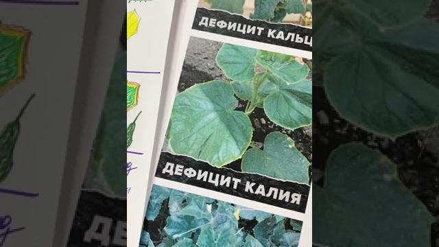 Болезни огурцов из-за дефицитов питания: азот, калий, фосфор, кальций, магний. Как определить? Болезни огурцов из-за дефицитов питания: азот, калий, фосфор, кальций, магний. Как определить?