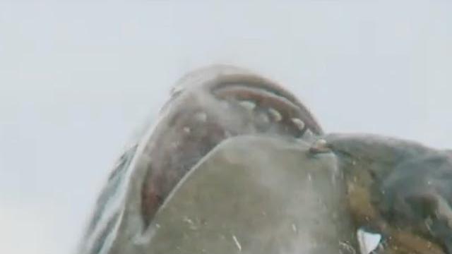 The Meg Vs. T-Rex The Meg Vs. T-Rex