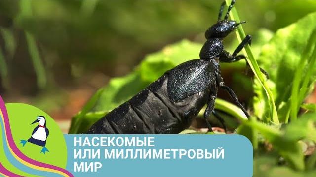  ШОУ О НАСЕКОМЫХ И ПРИРОДЕ! Насекомые или миллиметровый мир. Фильм в HD STARMEDIAKIDS ШОУ О НАСЕКОМЫХ И ПРИРОДЕ! Насекомые или миллиметровый мир. Фильм в HD STARMEDIAKIDS