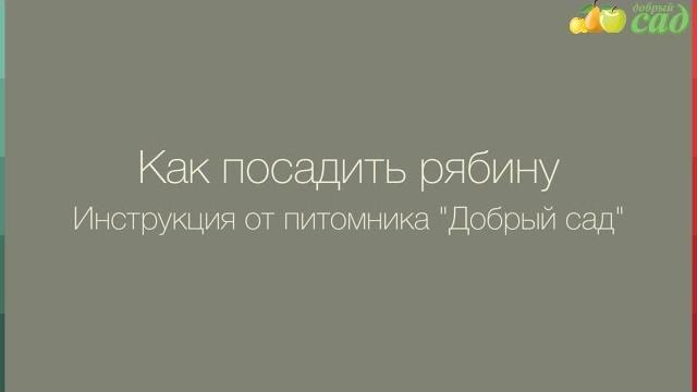 Посадка рябины - как правильно посадить рябину Посадка рябины - как правильно посадить рябину