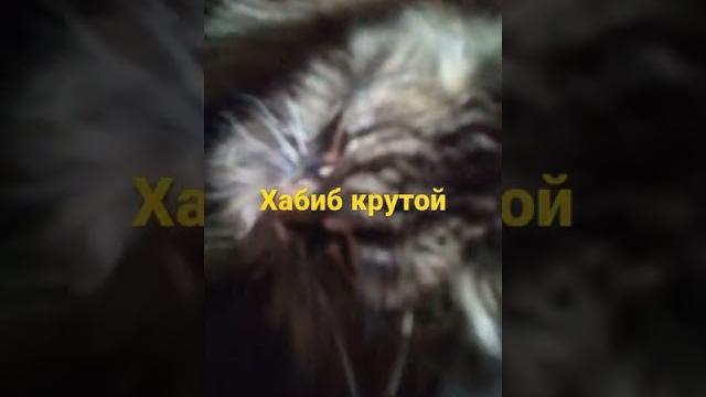 ХАБИБ & ИВАНУШКИ ТУЧИ КРУЧИ КОТИКИ ХАБИБ & ИВАНУШКИ ТУЧИ КРУЧИ КОТИКИ