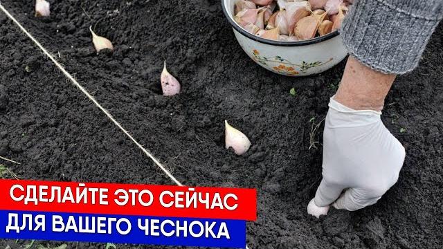 Чеснок плохо хранится? Готовьте грядки заранее Чеснок плохо хранится? Готовьте грядки заранее