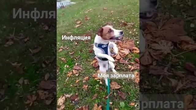 Джек рассел Зефир радуется осени #мемы #смешныевидео #собаки #funnydogs #pets #приколысживотными Джек рассел Зефир радуется осени #мемы #смешныевидео #собаки #funnydogs #pets #приколысживотными