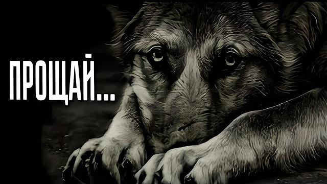 Дослушав, вы не сможете сдержать слез... Дослушав, вы не сможете сдержать слез...