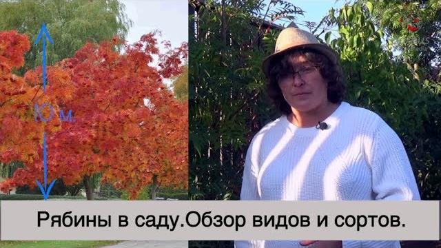 Рябины в саду. Обзор видов и сортов. Рябины в саду. Обзор видов и сортов.