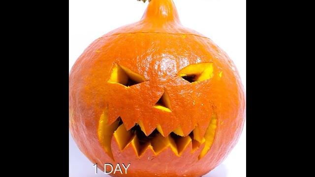 Halloween Pumpkin Timelapse #Shorts Halloween Pumpkin Timelapse #Shorts