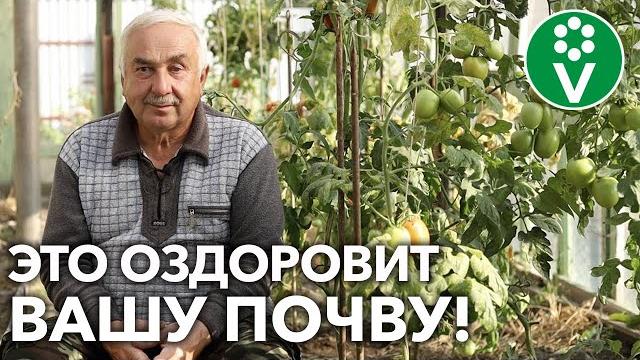 СЕВООБОРОТ В ТЕПЛИЦЕ – ЧТО ПОСЛЕ ЧЕГО САЖАТЬ?! СЕВООБОРОТ В ТЕПЛИЦЕ – ЧТО ПОСЛЕ ЧЕГО САЖАТЬ?!