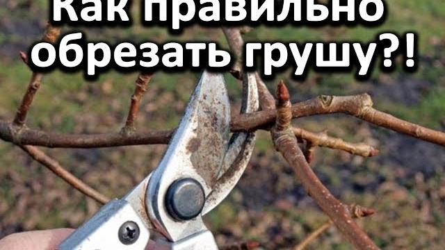 Как правильно обрезать грушу?! Очень подробное видео!!! Как правильно обрезать грушу?! Очень подробное видео!!!