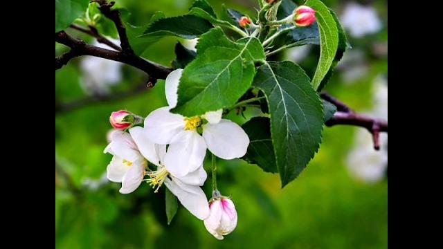 Spring mood ️ #spring #shorts #short #shortvideo #shortsvideo #springvibes #macro #nature #flowers Spring mood ️ #spring #shorts #short #shortvideo #shortsvideo #springvibes #macro #nature #flowers