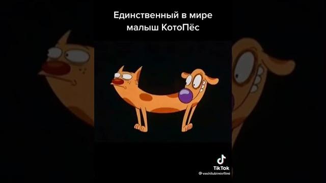 единственный в мире малыш котопёс единственный в мире малыш котопёс
