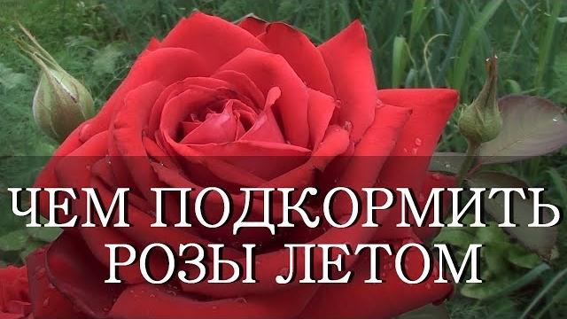 ПОДКОРМИТЬ РОЗЫ ЛЕТОМ СУПЕР СРЕДСТВО ДРОЖЖИ И ЗОЛА ПОДКОРМИТЬ РОЗЫ ЛЕТОМ СУПЕР СРЕДСТВО ДРОЖЖИ И ЗОЛА