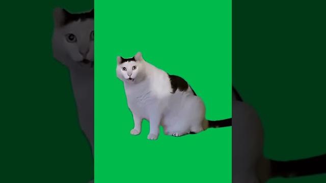 МЕМ С КОТОМ которого ТОШНИТ на ЗЕЛЕНОМ ФОНЕ ФУТАЖ #memes #catmemes #greenscreen #shortsvideo МЕМ С КОТОМ которого ТОШНИТ на ЗЕЛЕНОМ ФОНЕ ФУТАЖ #memes #catmemes #greenscreen #shortsvideo