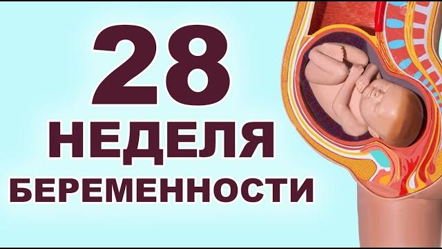Что происходит и мамой и ребенком на 28 неделе беременности? 6 месяц беременности. Второй триместр. Что происходит и мамой и ребенком на 28 неделе беременности? 6 месяц беременности. Второй триместр.