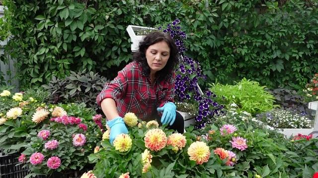 Патио георгины. Георгины посадка уход и хранение. Патио георгины. Георгины посадка уход и хранение.