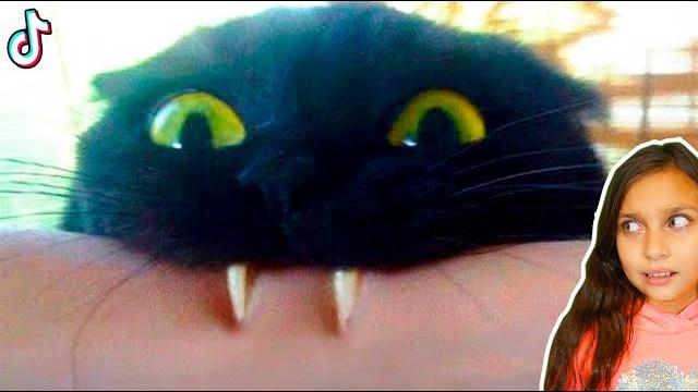 СМЕШНЫЕ КОТЫ СЛОМАЛИ ТИКТОК ! Коты и Собаки в ШКОЛЕ! НЕ ЗАСМЕЙСЯ ЧЕЛЛЕНДЖ Funny Cats Валеришка СМЕШНЫЕ КОТЫ СЛОМАЛИ ТИКТОК ! Коты и Собаки в ШКОЛЕ! НЕ ЗАСМЕЙСЯ ЧЕЛЛЕНДЖ Funny Cats Валеришка