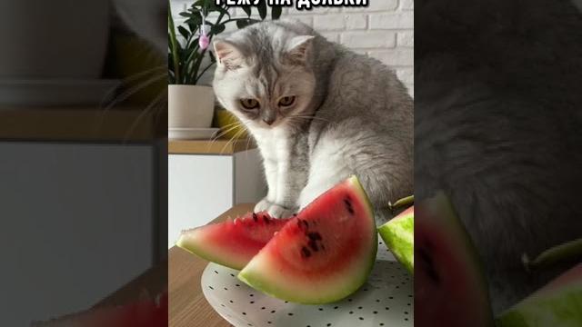 Смешные коты - Майя #смешныекоты #кошка #смешноевидео Смешные коты - Майя #смешныекоты #кошка #смешноевидео