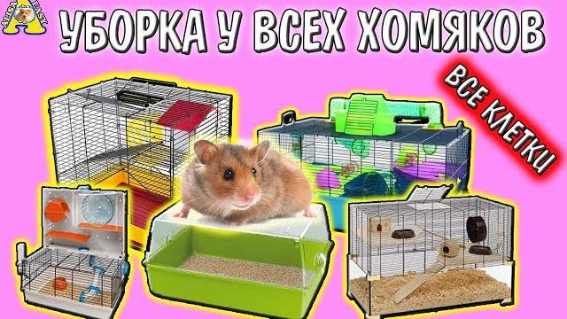 ВСЕ КЛЕТКИ МОИХ ХОМЯКОВ / УБОРКА у ВСЕХ ХОМЯКОВ / Cleaning hamster's cages / Алиса Изи ВСЕ КЛЕТКИ МОИХ ХОМЯКОВ / УБОРКА у ВСЕХ ХОМЯКОВ / Cleaning hamster's cages / Алиса Изи