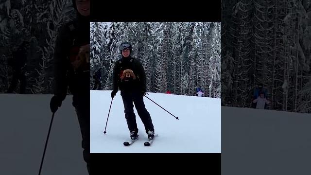 ПРИКОЛ Собака на лыжах ПРИКОЛ Собака на лыжах
