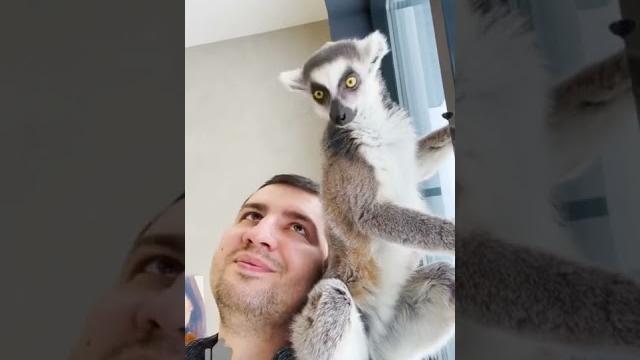Кошачий лемур Марго показывает своего личного человека Кошачий лемур Марго показывает своего личного человека
