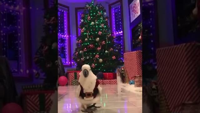 КАВАЛЕР #попугай #смешныевидео #смешныеживотные #приколысживотными #лол #рек #shorts #parrot КАВАЛЕР #попугай #смешныевидео #смешныеживотные #приколысживотными #лол #рек #shorts #parrot