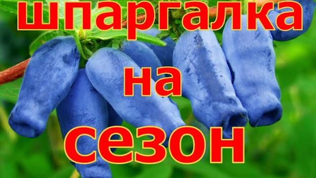 ШПАРГАЛКА на сезон! УХОД за ЖИМОЛОСТЬЮ! От А до Я ! ШПАРГАЛКА на сезон! УХОД за ЖИМОЛОСТЬЮ! От А до Я !