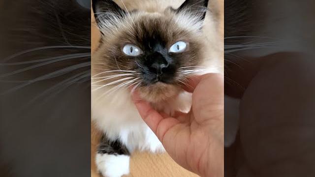 Как показать кошке свою любовь Как показать кошке свою любовь