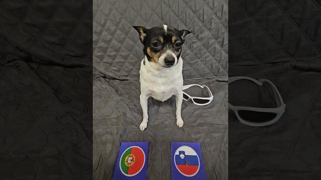 Portugal vs Slovenia #euro2024 #uefaeuro2024 #roundof16 #portugal #slovenia #soccerpredictions #dog Portugal vs Slovenia #euro2024 #uefaeuro2024 #roundof16 #portugal #slovenia #soccerpredictions #dog