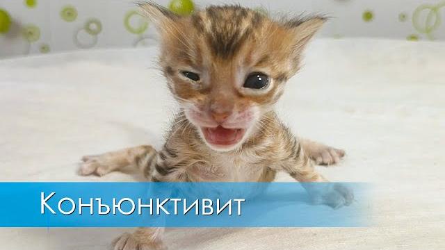 Конъюнктивит у котёнка Конъюнктивит у котёнка