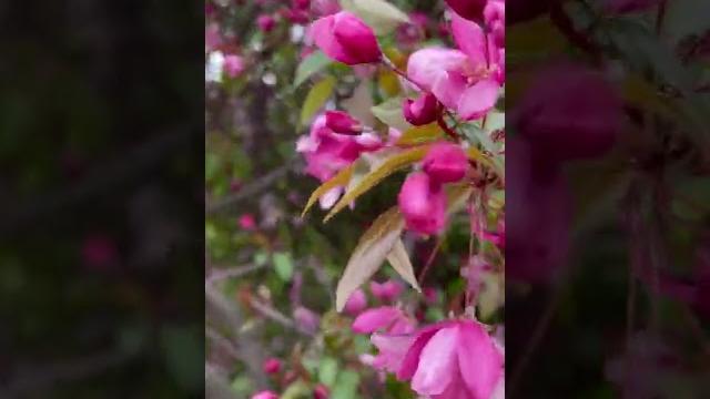 production in 4K 60fps HDR (ULTRA HD)4K Video(Ultra HD)Unbelievable Beauty#4k video#4k videoultra hd production in 4K 60fps HDR (ULTRA HD)4K Video(Ultra HD)Unbelievable Beauty#4k video#4k videoultra hd