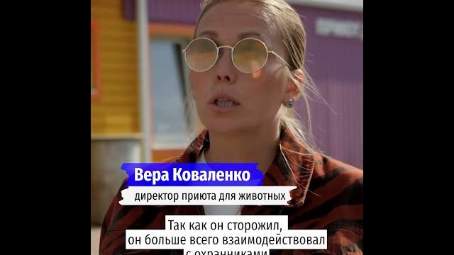 Пёс лишился лапы при обстреле ВСУ Шебекино Пёс лишился лапы при обстреле ВСУ Шебекино