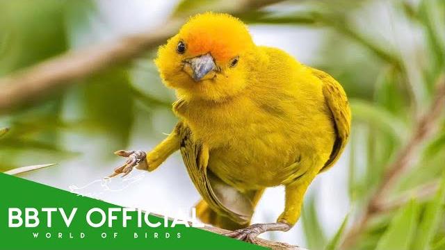 Birds Of Ecuador | Most Beautiful Birds in Ecuador You’ll Be Surprised! | BBTV Official Birds Of Ecuador | Most Beautiful Birds in Ecuador You’ll Be Surprised! | BBTV Official