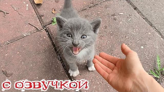 Приколы с котами! С ОЗВУЧКОЙ! Смешные коты! Самые смешные животные! Кто засмеётся — тот проиграл! Приколы с котами! С ОЗВУЧКОЙ! Смешные коты! Самые смешные животные! Кто засмеётся — тот проиграл!