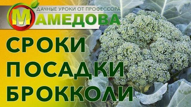 Сроки посадки капусты брокколи. Сроки посадки капусты брокколи.