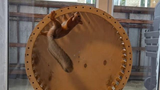 Видео про белку! Снято СЕГОДНЯ! ️ Squirrel video Видео про белку! Снято СЕГОДНЯ! ️ Squirrel video