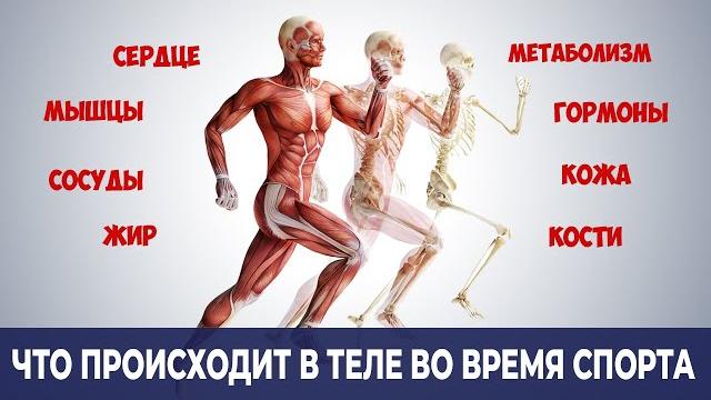Что на Самом Деле Происходит в Организме во Время Физической Активности? (Зачем тренироваться) Что на Самом Деле Происходит в Организме во Время Физической Активности? (Зачем тренироваться)