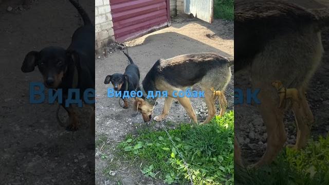 Видео для собак Видео для собак