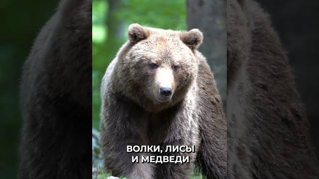 Каких животных запрещено держать дома Каких животных запрещено держать дома