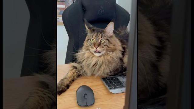 Кот Мейн-Кун юмор #прикольныекоты Кот Мейн-Кун юмор #прикольныекоты