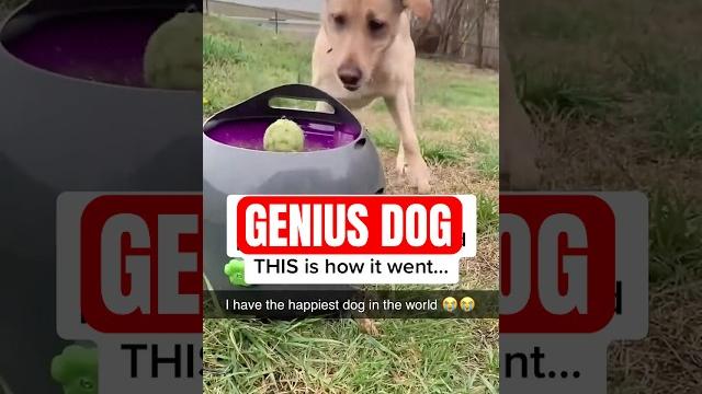 Meet the Genius Dog That Masters Fetch Without You! Meet the Genius Dog That Masters Fetch Without You!