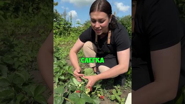 Вы всё время собирали клубнику неправильно Вы всё время собирали клубнику неправильно