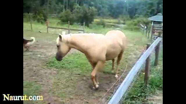 Самые смешные лошади Видео Самые смешные лошади Видео