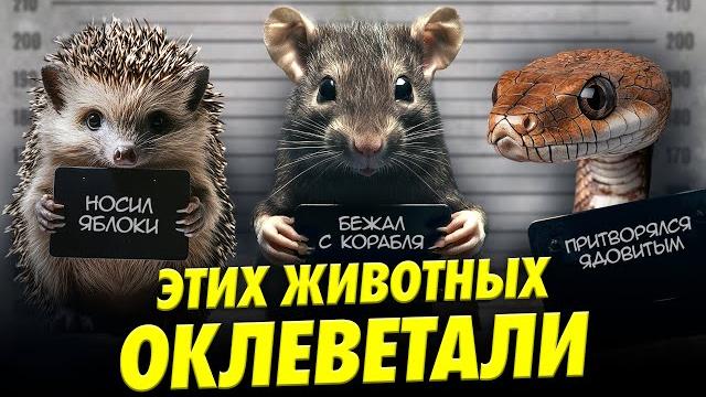 Почему крысы не бегут с корабля? Разоблачаем народные мифы о животных | Ученые против мифов 23-13 Почему крысы не бегут с корабля? Разоблачаем народные мифы о животных | Ученые против мифов 23-13