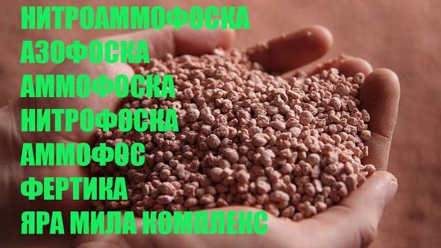 Как удобрить ежевику и малину на даче Как удобрить ежевику и малину на даче