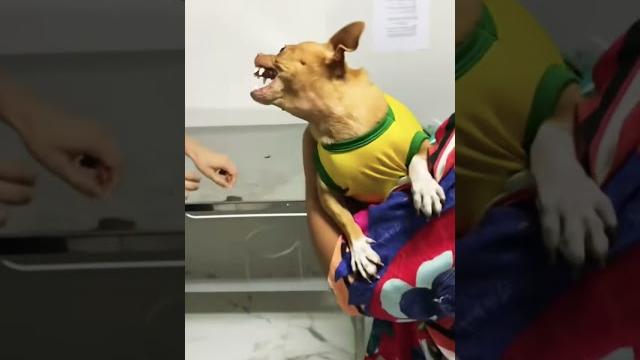 Собаки тоже боятся врачей #собака #cats #funnycats #собаки #забавные #dog #doglover #dogs Собаки тоже боятся врачей #собака #cats #funnycats #собаки #забавные #dog #doglover #dogs