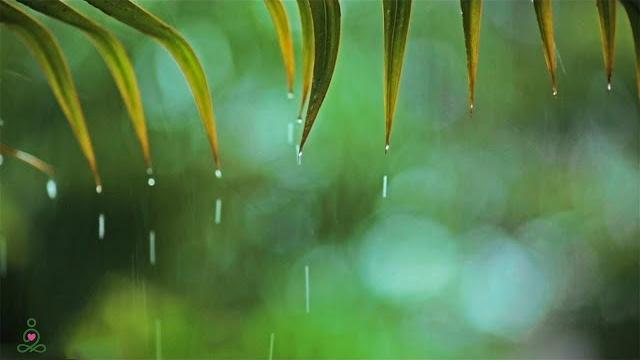 Relaxing Music & Soft Rain Sounds: Relaxing Piano Music, Sleep Music, Peaceful Music Relaxing Music & Soft Rain Sounds: Relaxing Piano Music, Sleep Music, Peaceful Music