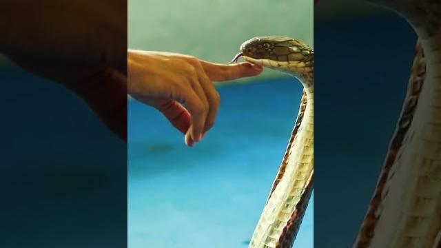 King Cobra BITE or not? #shorts King Cobra BITE or not? #shorts