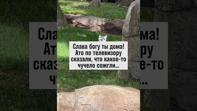 Когда новости вызывают панику #юмор #анекдот Когда новости вызывают панику #юмор #анекдот